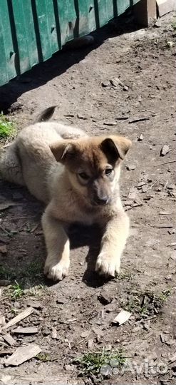 Щенки Лайки в добрые руки