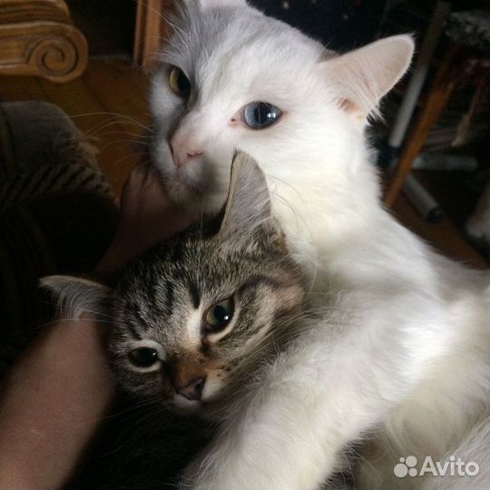 Отдам Тигрушу