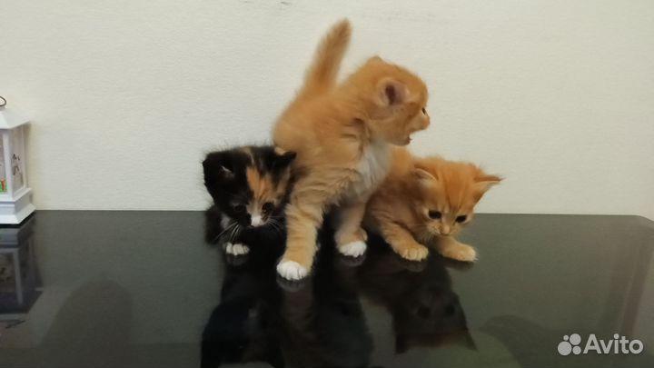 Котятки в добрые руки