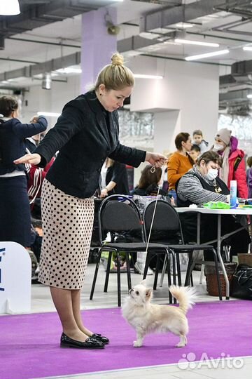 Чихуахуа кобель для вязки