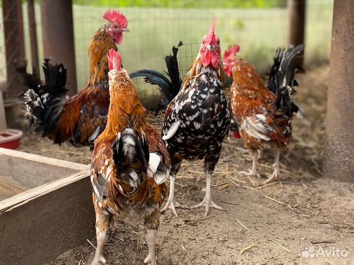 Молодые мини петушки бентамки