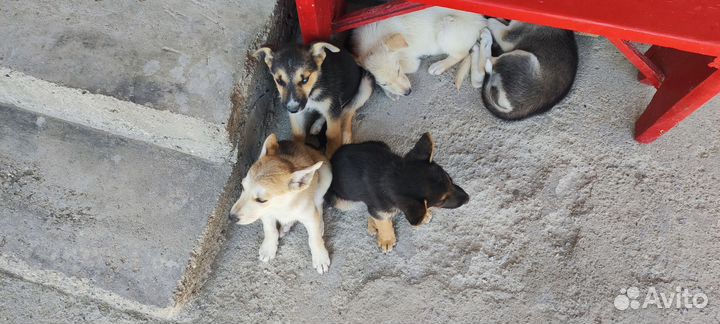 Щенки помесь европейской овчарки и хаски
