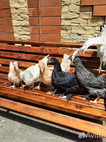Куры молодки несушки Доминант