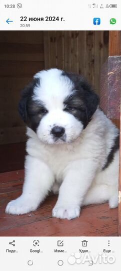 Московская сторожевая