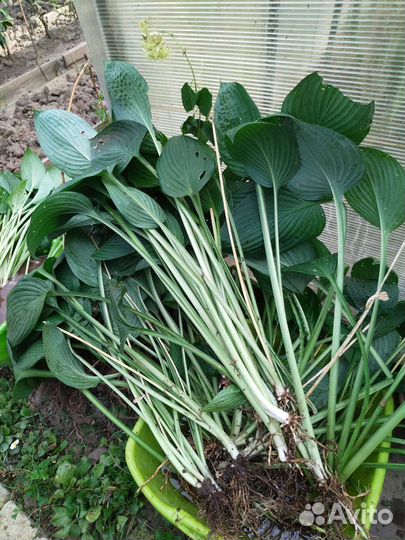 Хоста растение