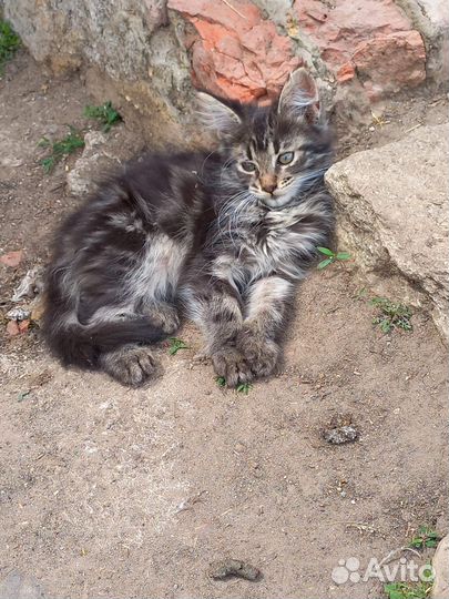 Мейн-кун котята