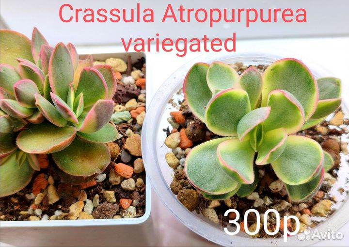 Суккуленты 6