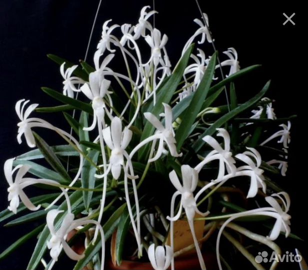 Неофинетия