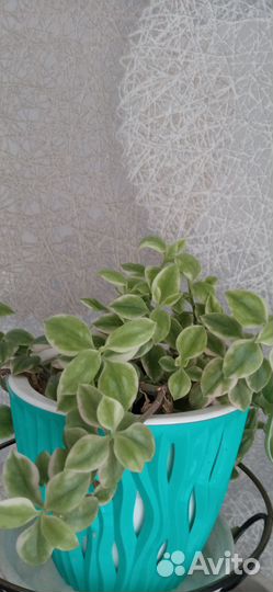 Аптения вариегатная