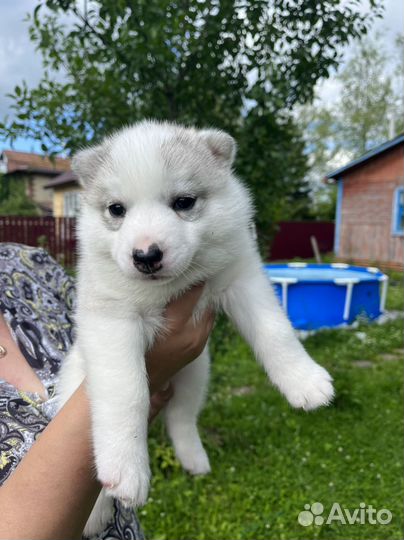 Щенки хаски