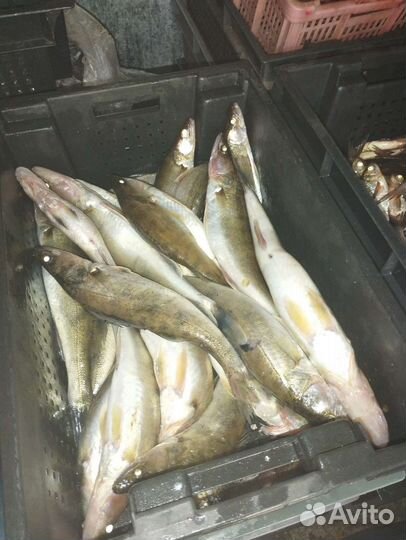 Свежая речная рыба