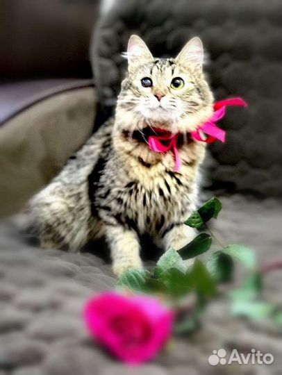 Кошечка в добрые руки