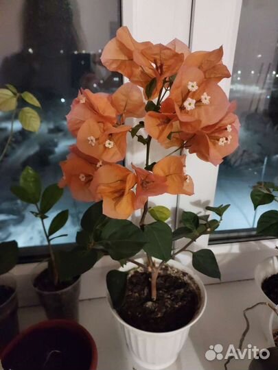 Бугенвиллия и др. цветы