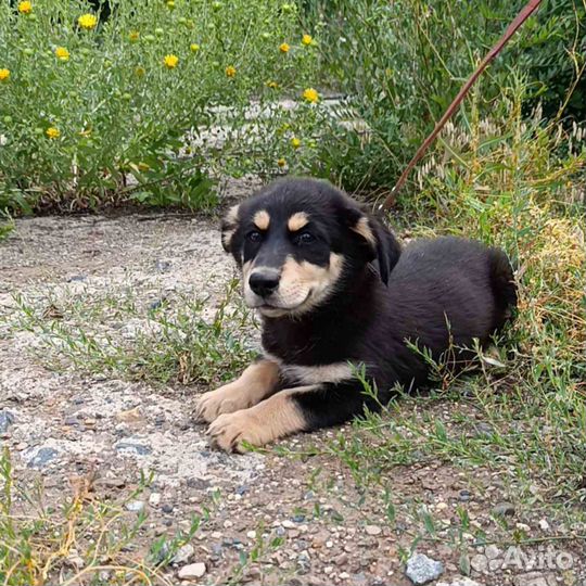 Собака Пуговка