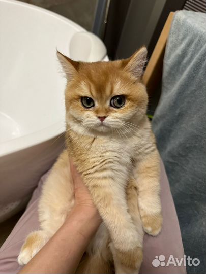 Грумер. Стрижка собак и кошек Груминг