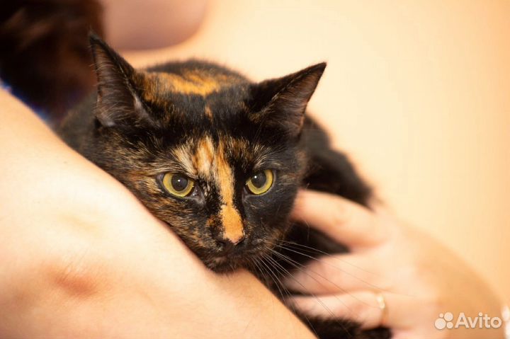 Кошка в хорошие руки бесплатно