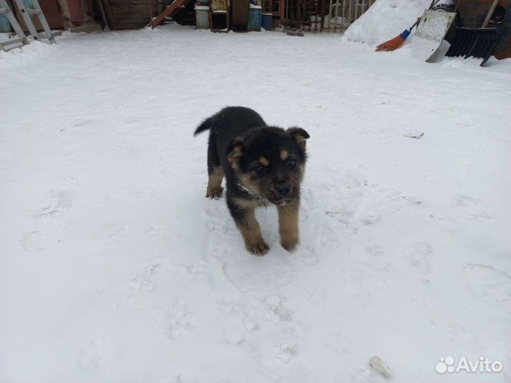 Немецкая овчарка