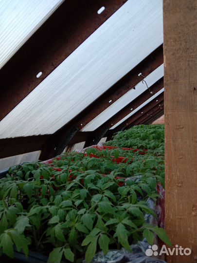 Рассада и цветы