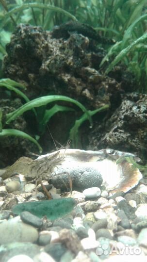 Аквариум на 160 литров