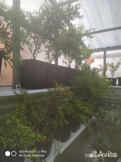 Саженцы фейхоа инжир гранат гуава пасифлора