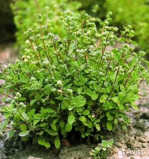 Майоран (саженцы)