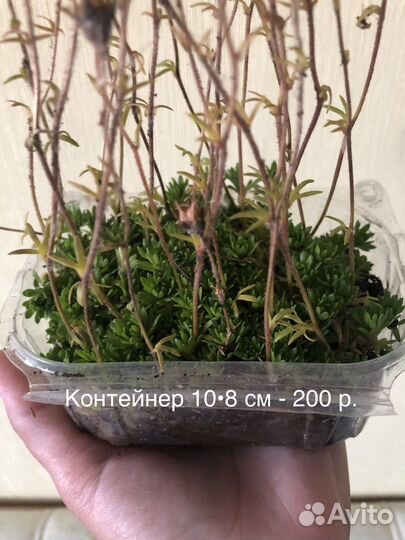 Хоста, Камнеломка, Седум, Арабис