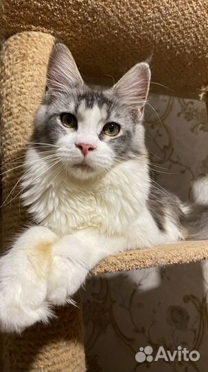 Мейн-кун девочки