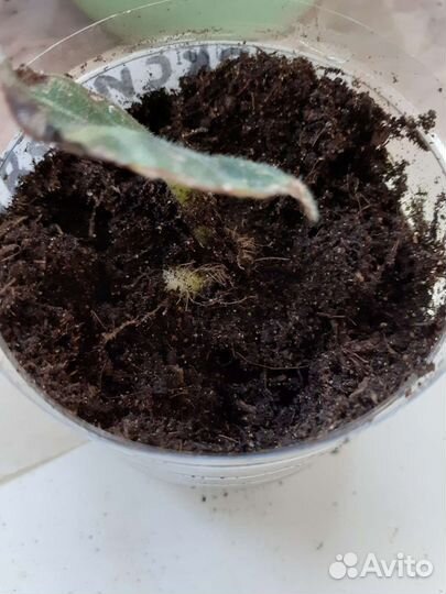 Глоксинья ( детки )