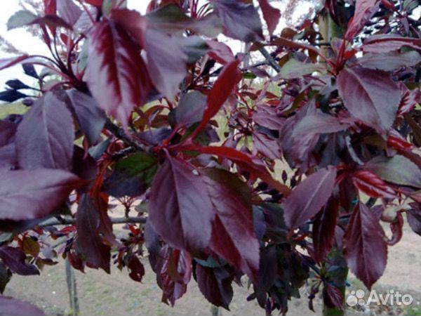 Яблоня Ранетка краснолистная декоративная