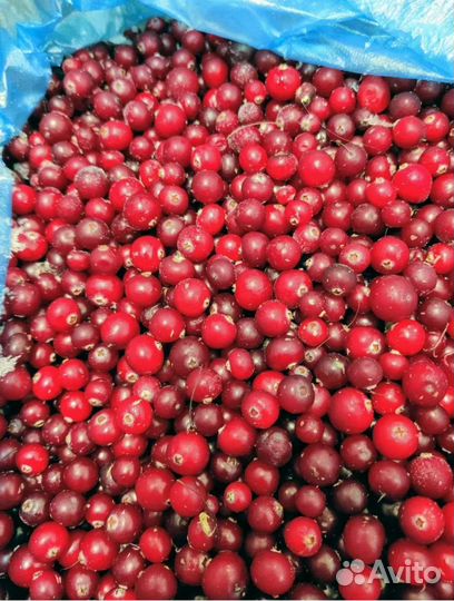 Клюква замороженная