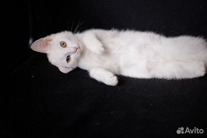 Белая кошечка