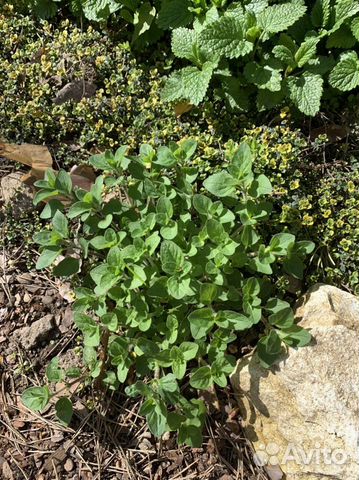 Ароматные пряные травы(мята,мелисса,душица)