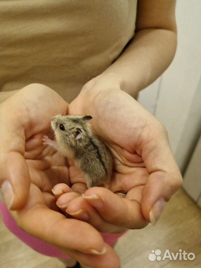 Джунгарский хомячок мальчик