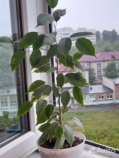 Фикус бенджамина