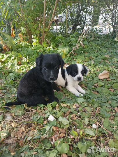 Маленькие собачки