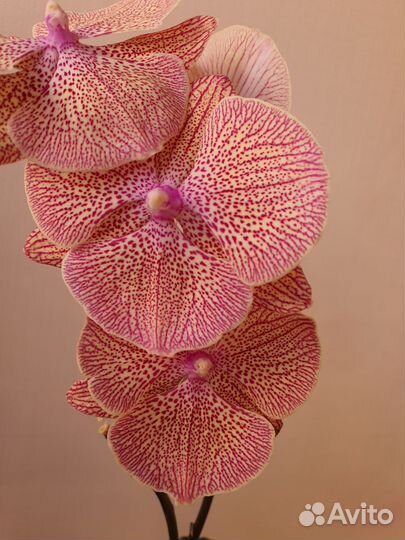 Орхидея фаленопсис биг лип калейдоскоп