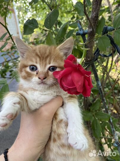 Котенок даром