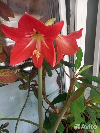 Гиппиаструм