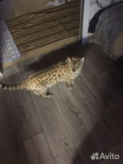 Бенгальская