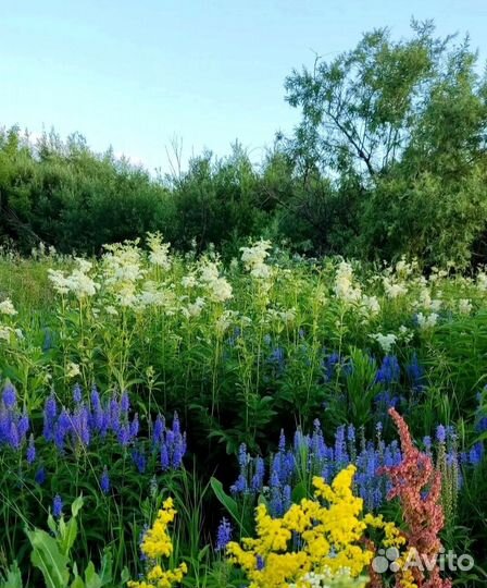 Мёд маленькие соты