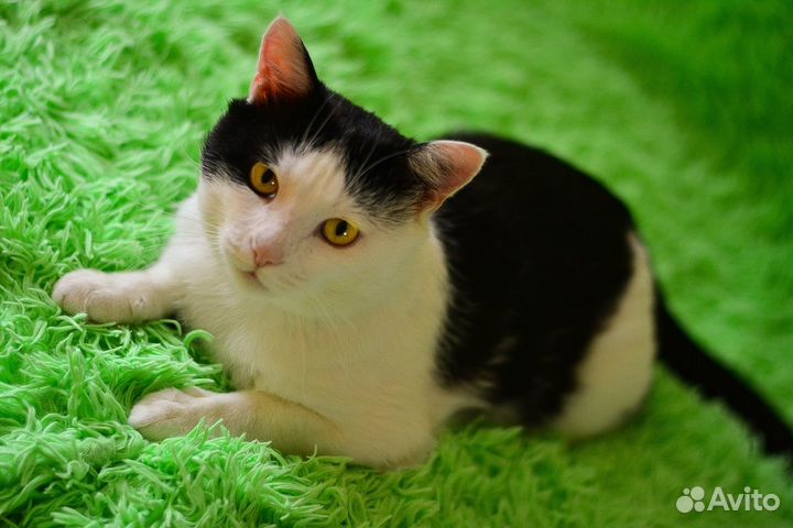 Мальчик-красавчик