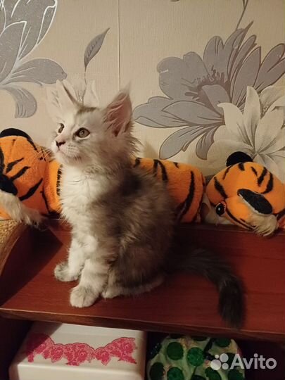 Продаются котята мейн-кун