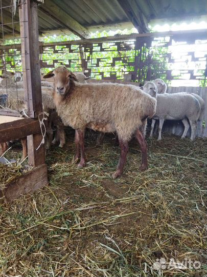 Овцы и ягнята на убой