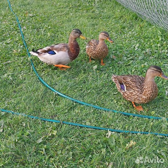 Подсадные утки, селезни