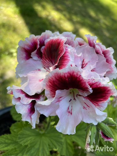 Пеларгония герань