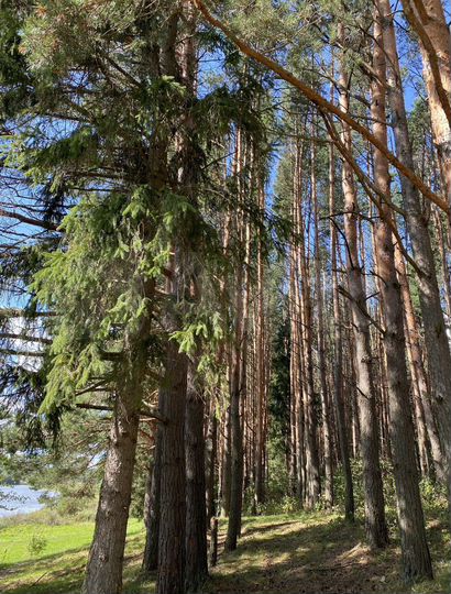 Участок 12 сот. (ИЖС)