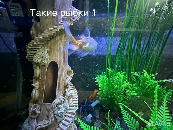 Рыбки для аквариума