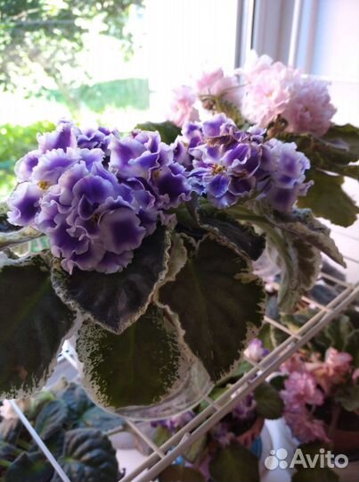 Фиалка сортовая, детки из листиков