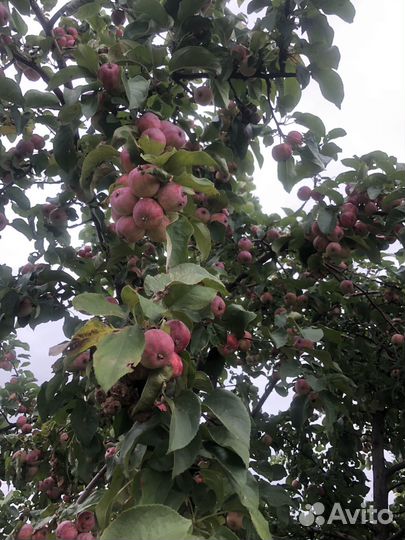 Яблоки Триумф