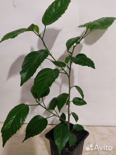 Гибискусы махровые, китайская роза